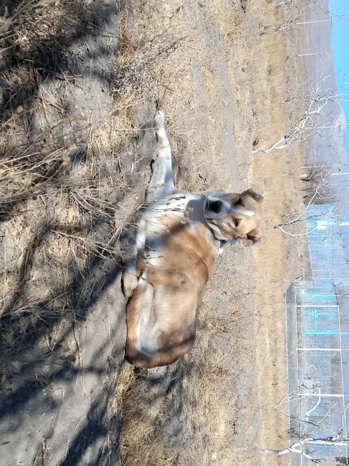 سگ فروشی|سگ|تربت‌حیدریه, پائین ولایت|دیوار