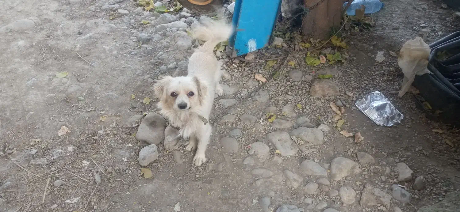 سگ پاکوتاه فک کوچیک 4میلیون تومان|سگ|رامیان, |دیوار