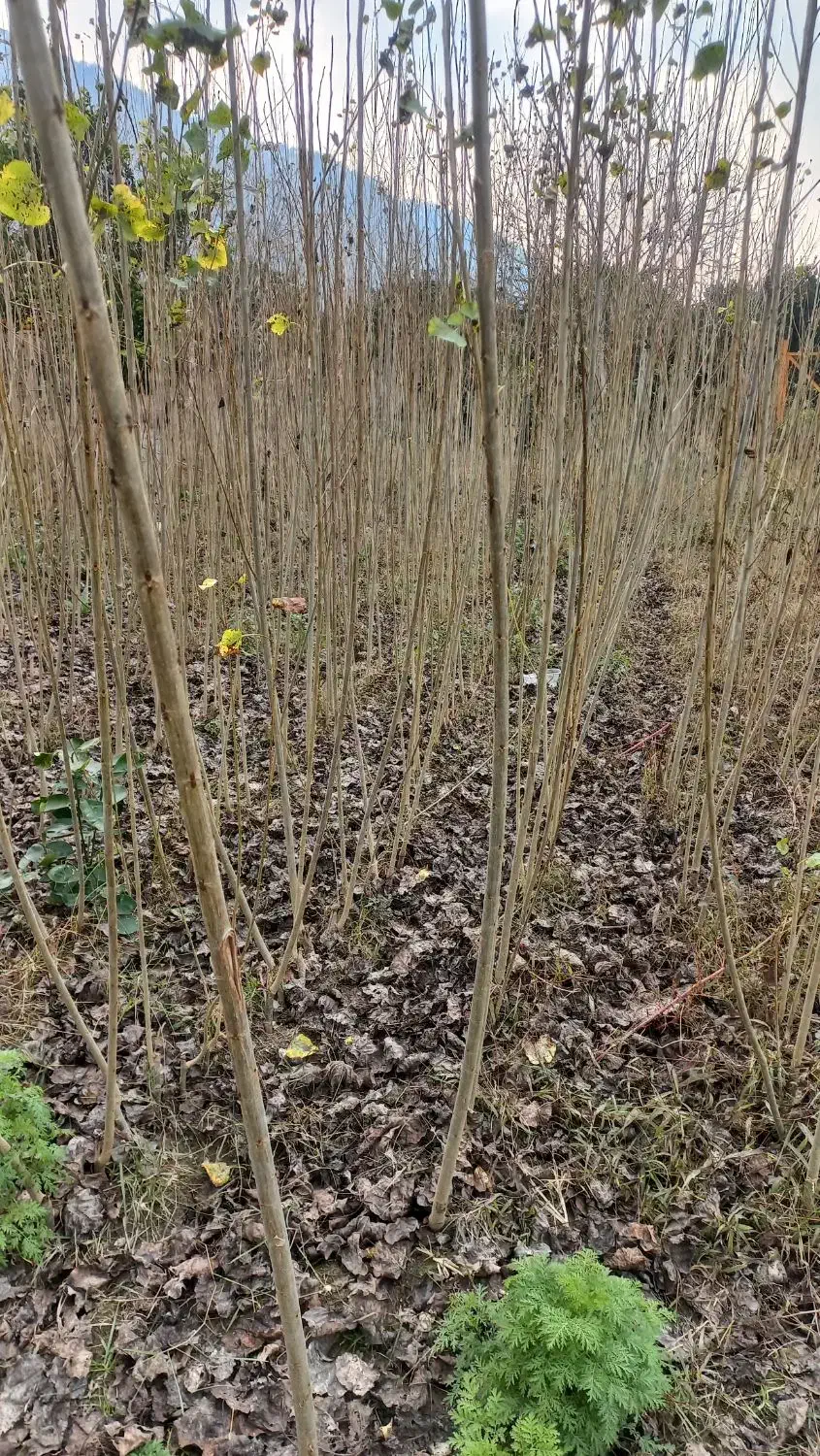 نهال صنوبر نیگرا|خدمات باغبانی و درختکاری|نوکنده, |دیوار