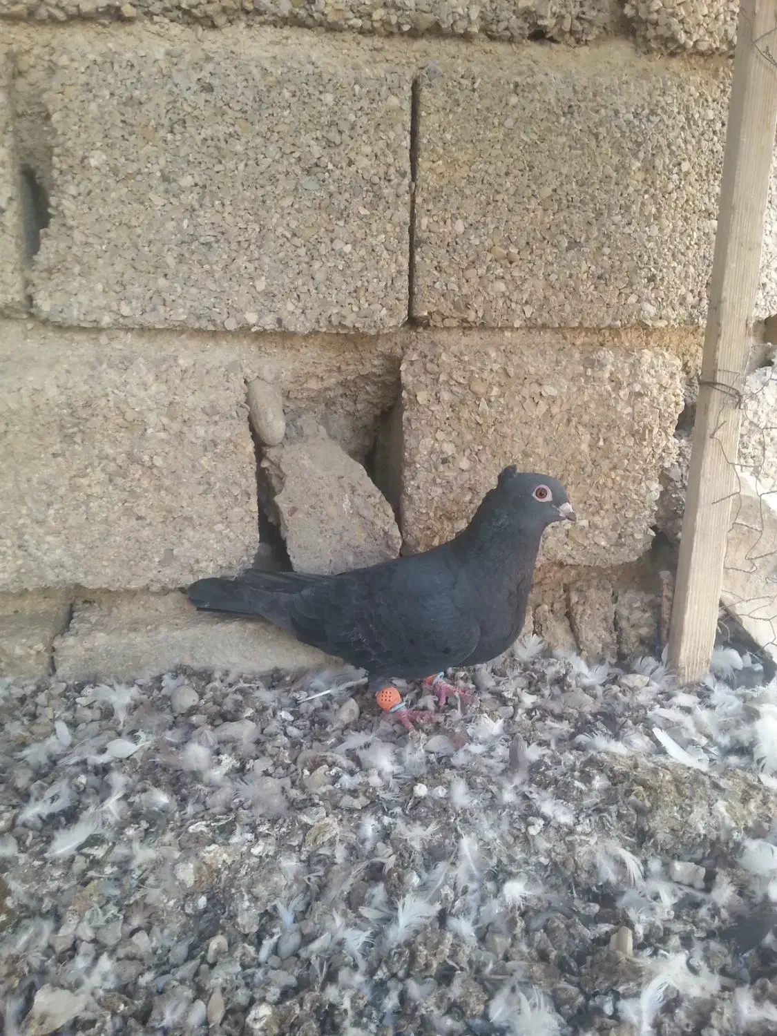 کبوتر|پرنده|آبپخش, |دیوار