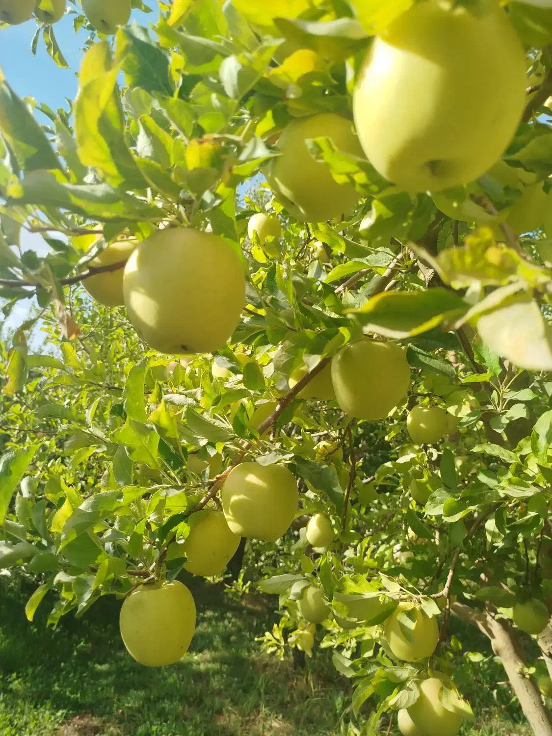 زمین و باغ|فروش زمین و ملک کلنگی|اشترینان, |دیوار