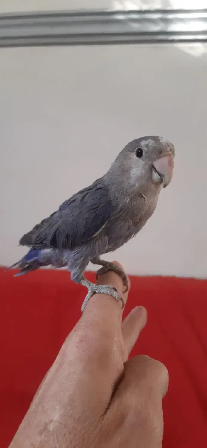 طوطی برزیلی|پرنده|رباطکریم, رباطکریم|دیوار