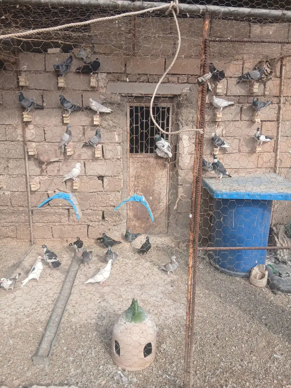 کبوتر|پرنده|شوشتر, |دیوار