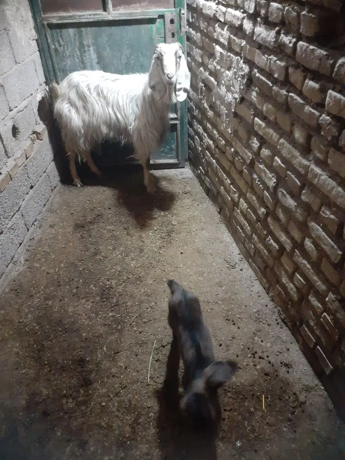 بزبابیگ|حیوانات مزرعه|دزفول, |دیوار