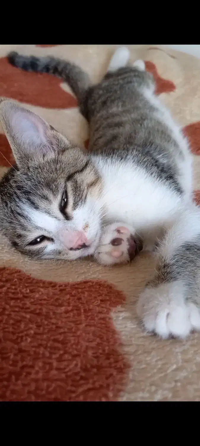 گربه پسر چهارماهه|گربه|سنگر, |دیوار