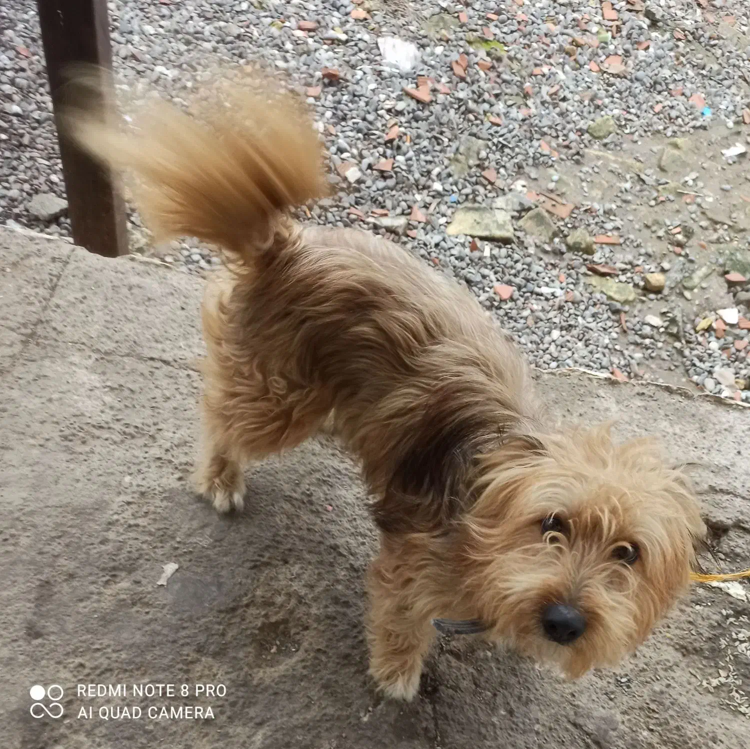 سگ گم شده|سگ|رشت, لاکان|دیوار