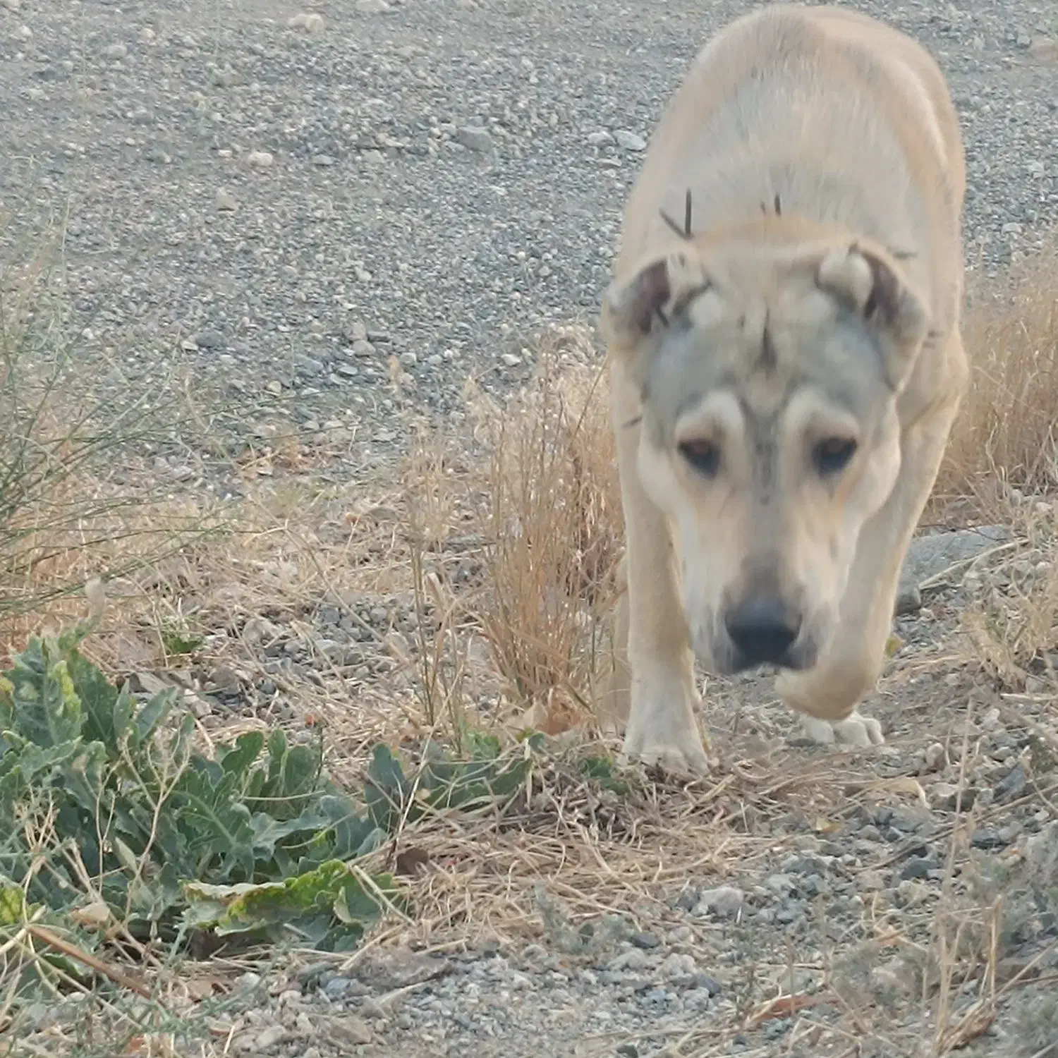 حیوانات|سگ|چالدران, |دیوار