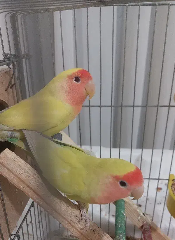 طوطی برزیلی صورت هلویی|پرنده|صحنه, |دیوار