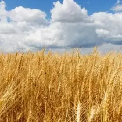 گندم دیم دست بر|عمده‌فروشی|همایجان, |دیوار