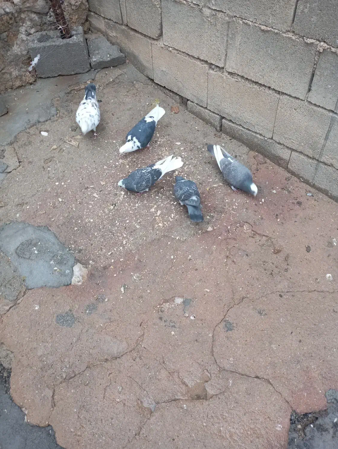 کبوتر|پرنده|اردل, |دیوار