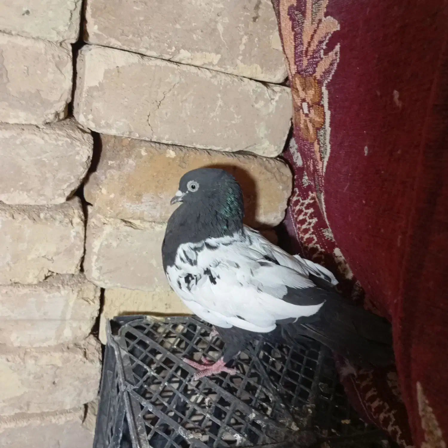 کبوتر سینه|پرنده|شیراز, ظفرآباد|دیوار