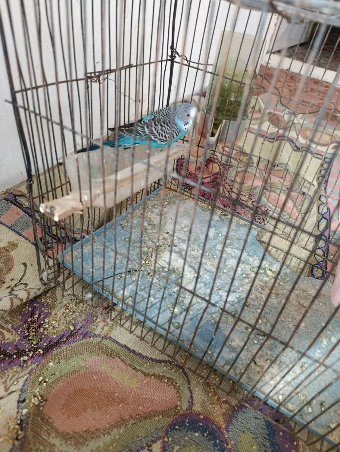 مرغ عشق سالم|پرنده|نگین شهر, |دیوار