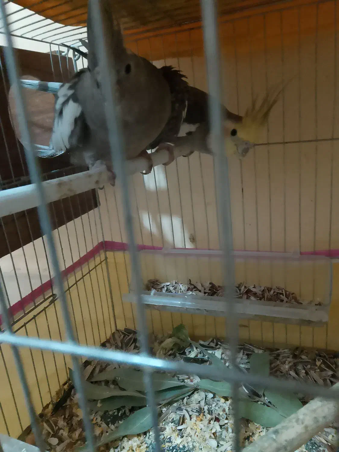 یه جفت عروس هلندی|پرنده|فین, |دیوار