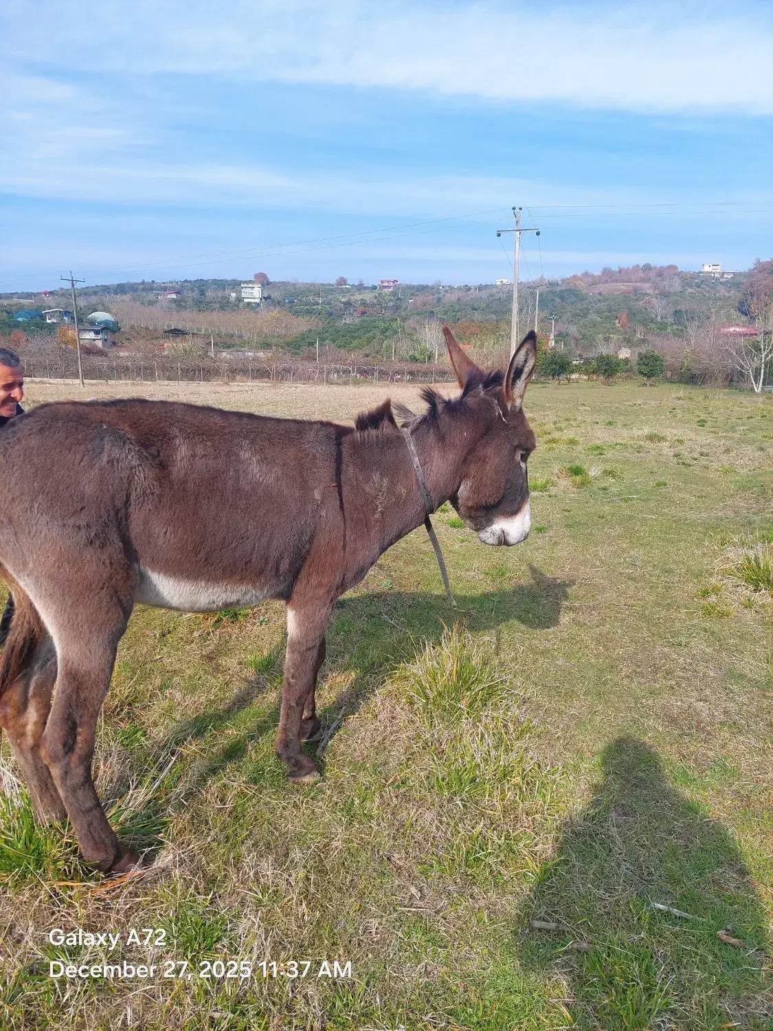 خر نر|حیوانات مزرعه|قائمشهر, |دیوار