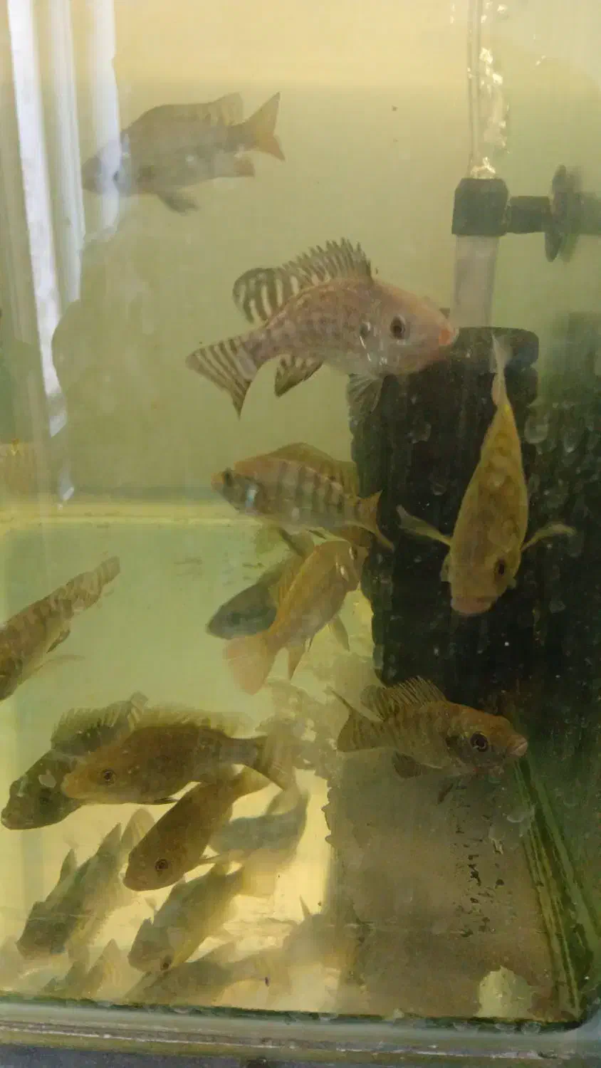 بچه ماهی تیلاپیا|ماهی|تهران, شهرک شریفی|دیوار