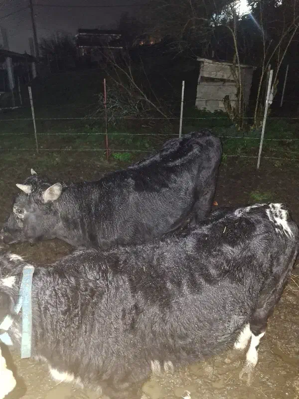 گاو لیشه|حیوانات مزرعه|ماسال, |دیوار