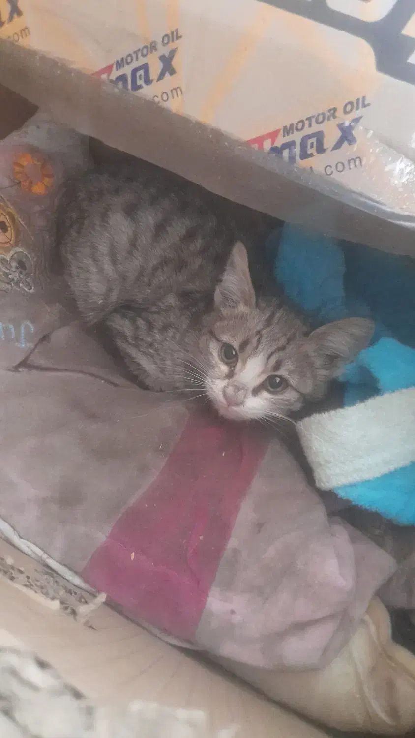 واگذاری بچه گربه|گربه|خرمدره, |دیوار