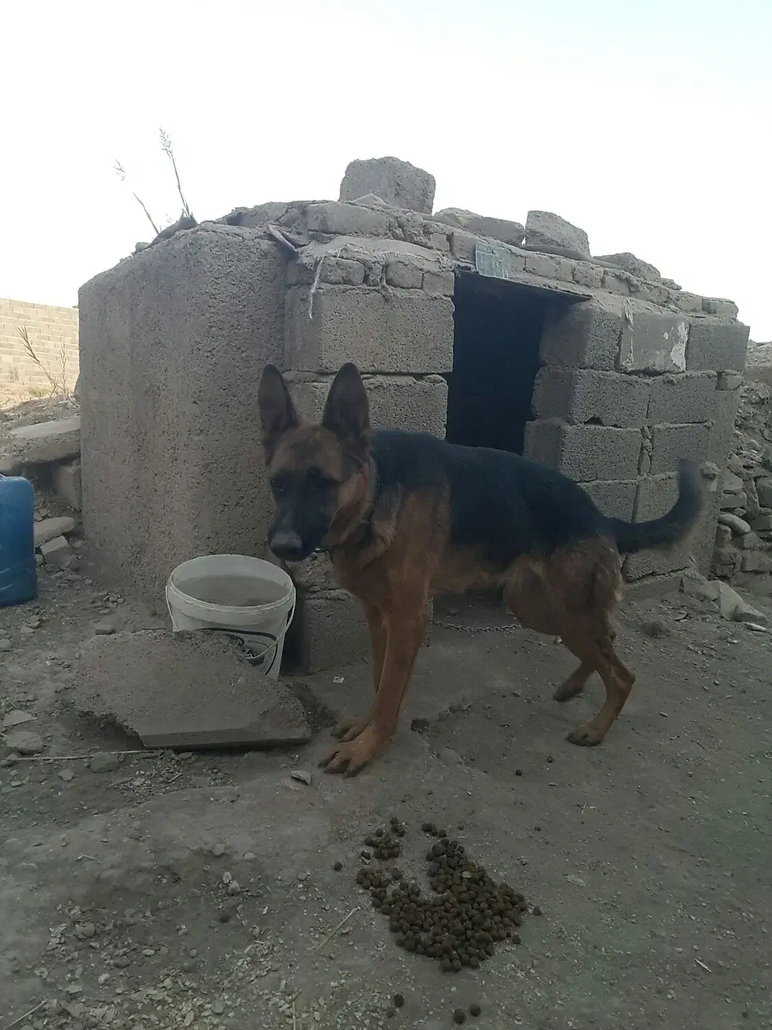 فروش فوری ژرمن شپهرد آماده جفت گیری ماده|سگ|چهارباغ, |دیوار