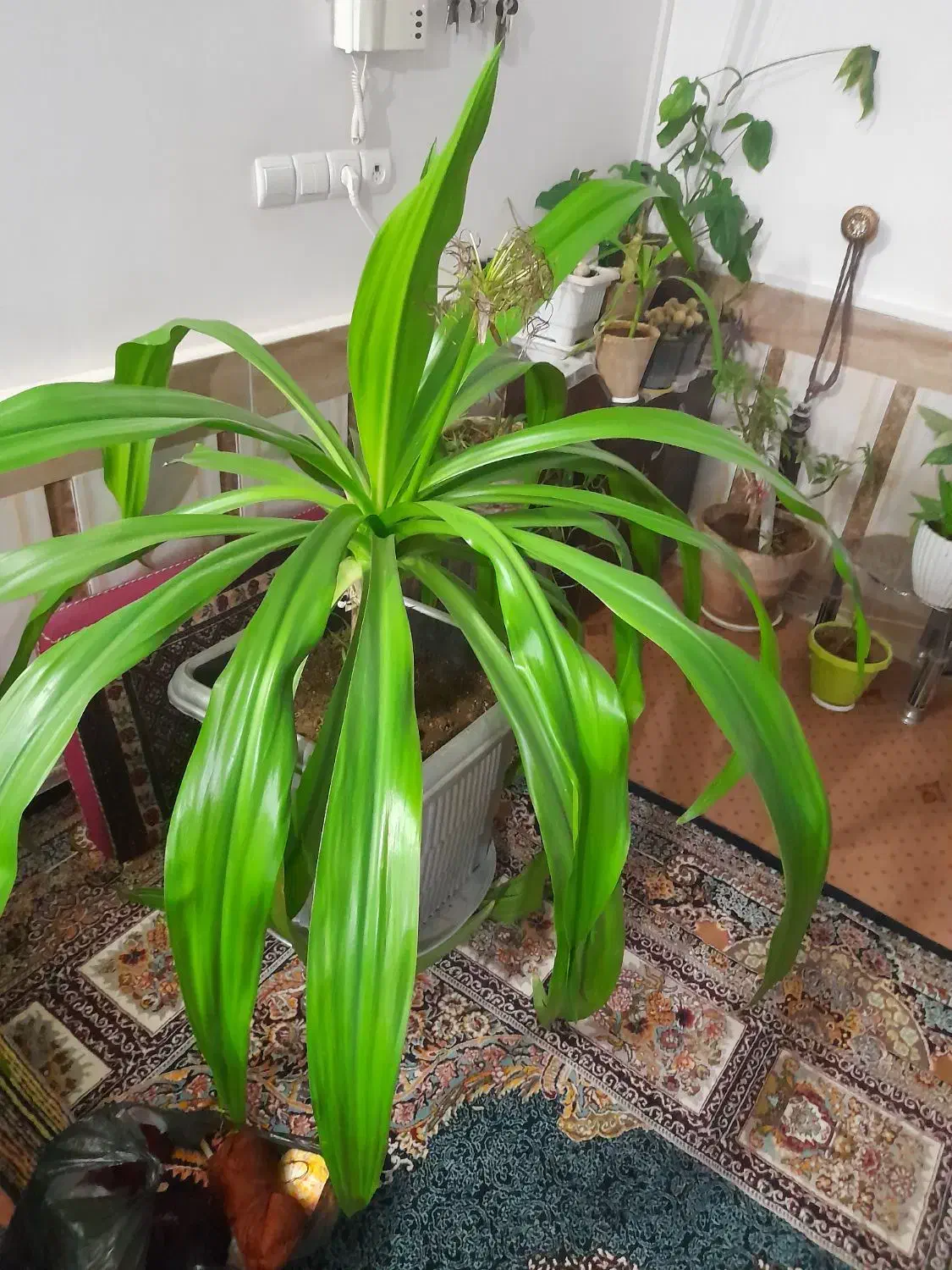 گل فروشی|گل و گیاه طبیعی|تربت‌حیدریه, فرمانداری|دیوار