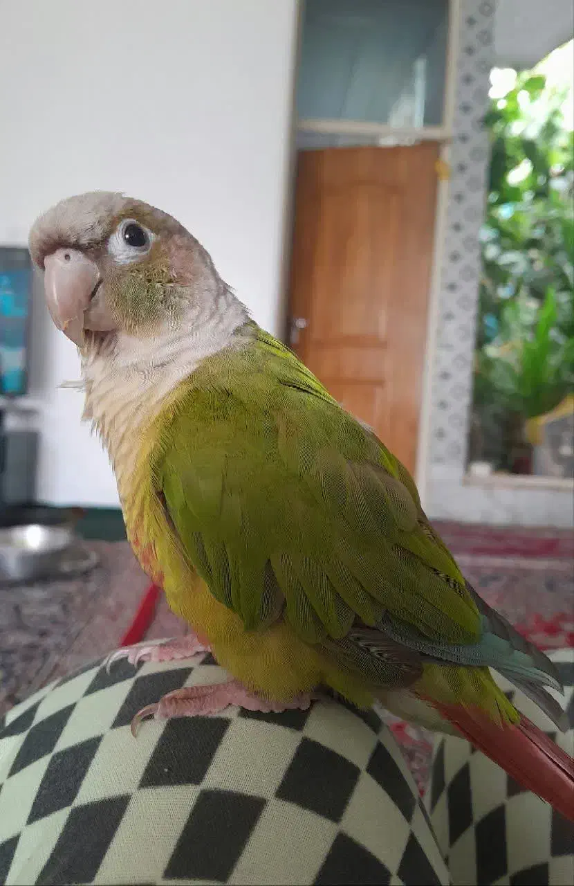 طوطی گیرینچک|پرنده|برخوار, |دیوار