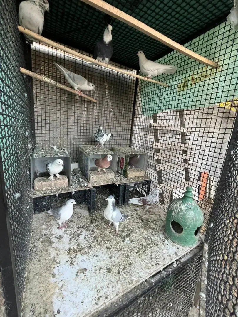 کبوتر به شرط|پرنده|دماوند, گیلاوند|دیوار