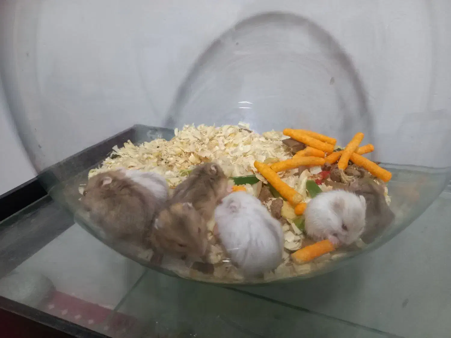 همستر مینیاتوری|موش و خرگوش|مشهد, منزل آباد|دیوار