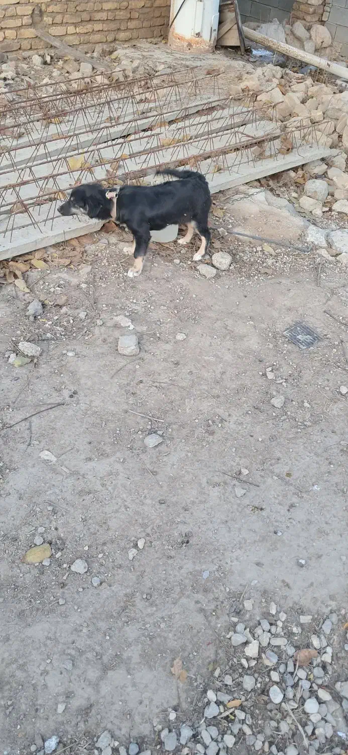 سگ پاکوتاه|سگ|صادق آباد, |دیوار