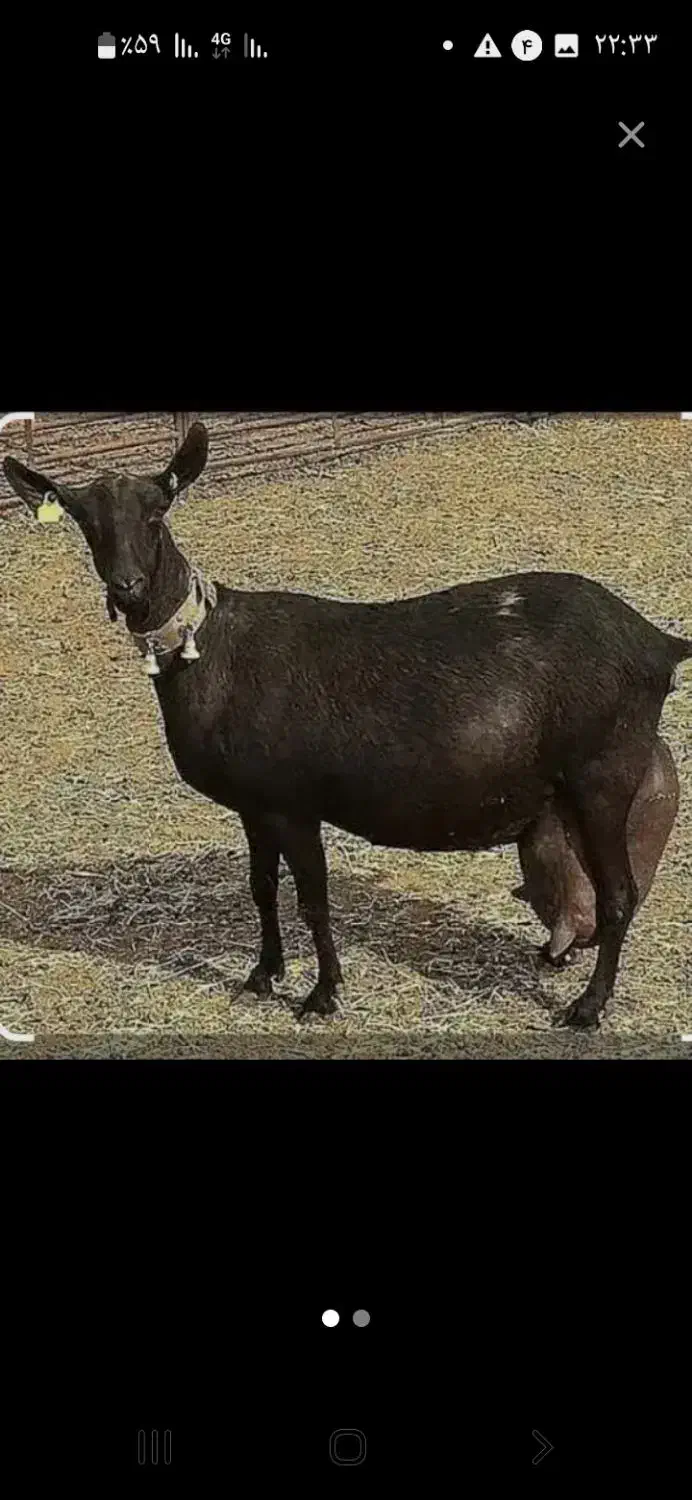 دوغ محلی بفروش میرسد|خوردنی و آشامیدنی|فارسان, |دیوار