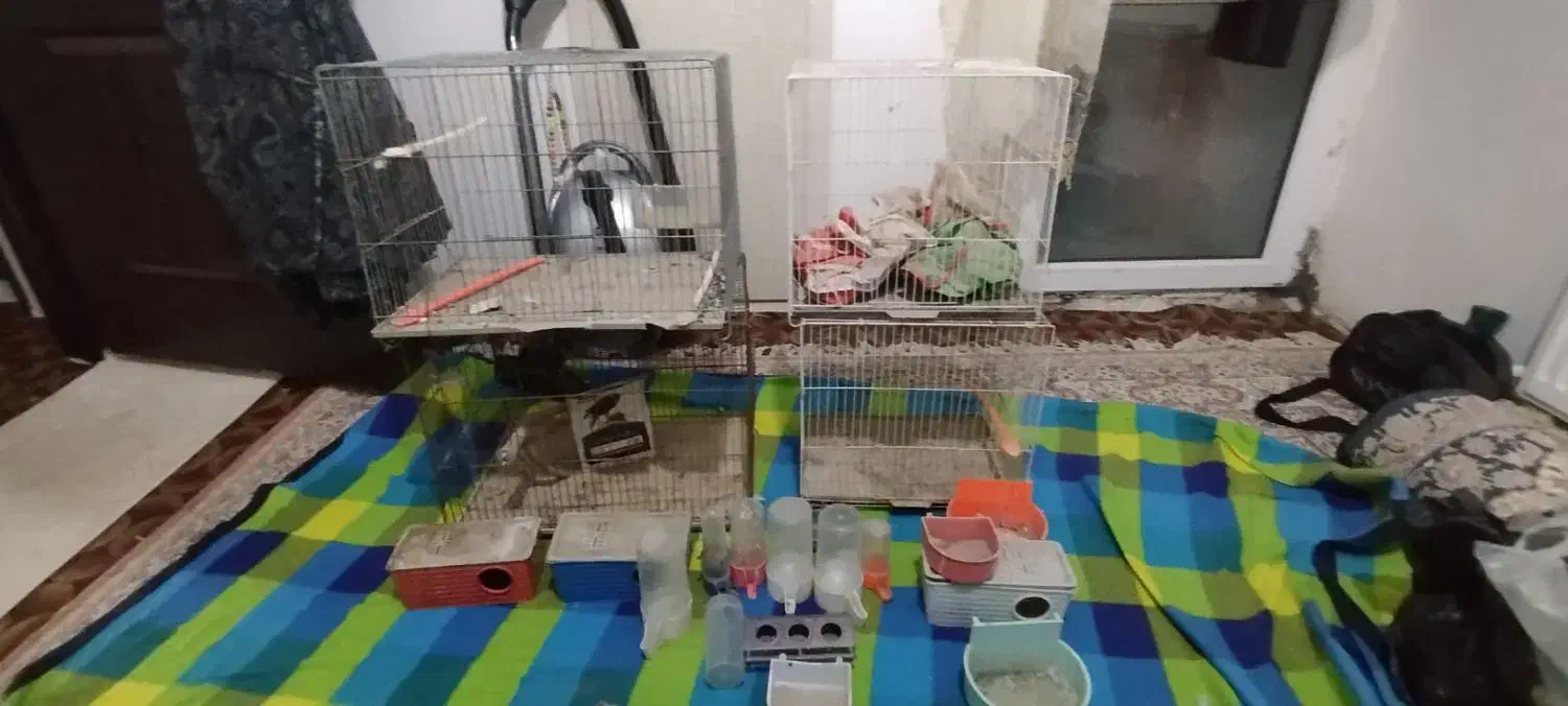 قفس پرنده|لوازم جانبی حیوانات|گلبهار, شهر جدید گلبهار|دیوار