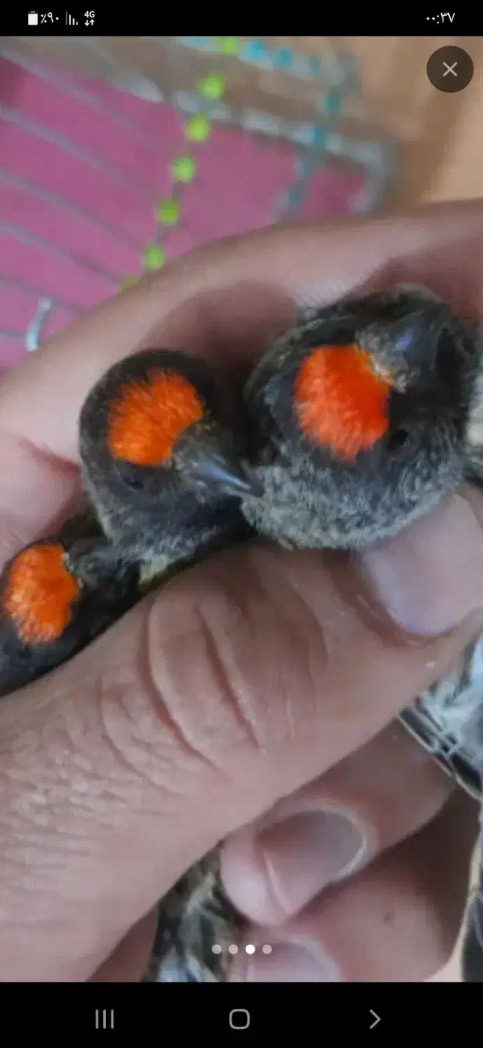 گلبسر قناری|پرنده|کوهدشت, |دیوار