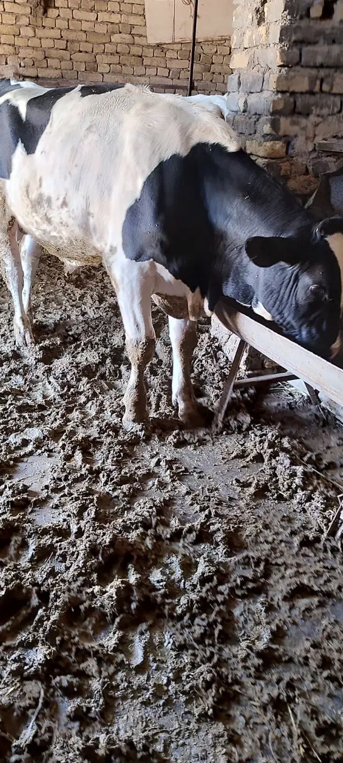 گوساله پروار|حیوانات مزرعه|جلگه رخ, |دیوار