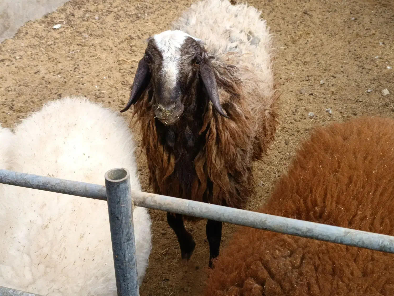 بره نر|حیوانات مزرعه|آران و بیدگل, |دیوار