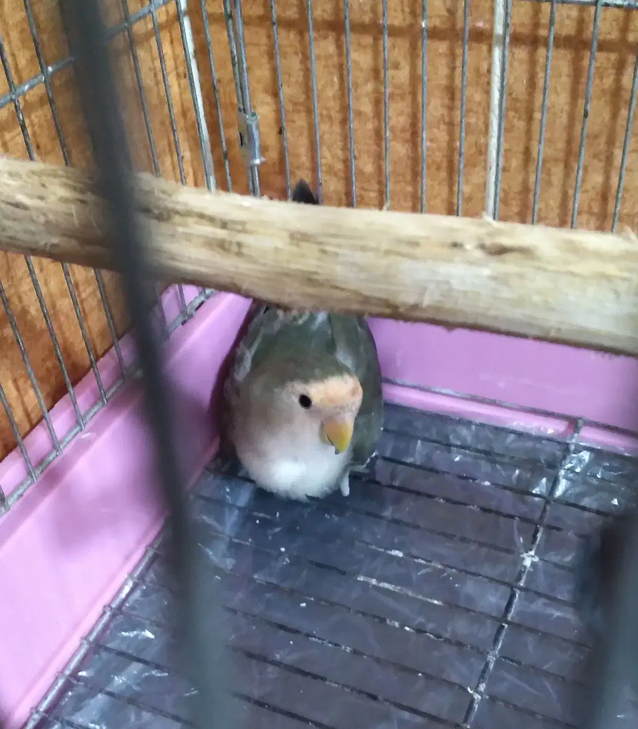 طوطی برزیلی|پرنده|عسلویه, |دیوار