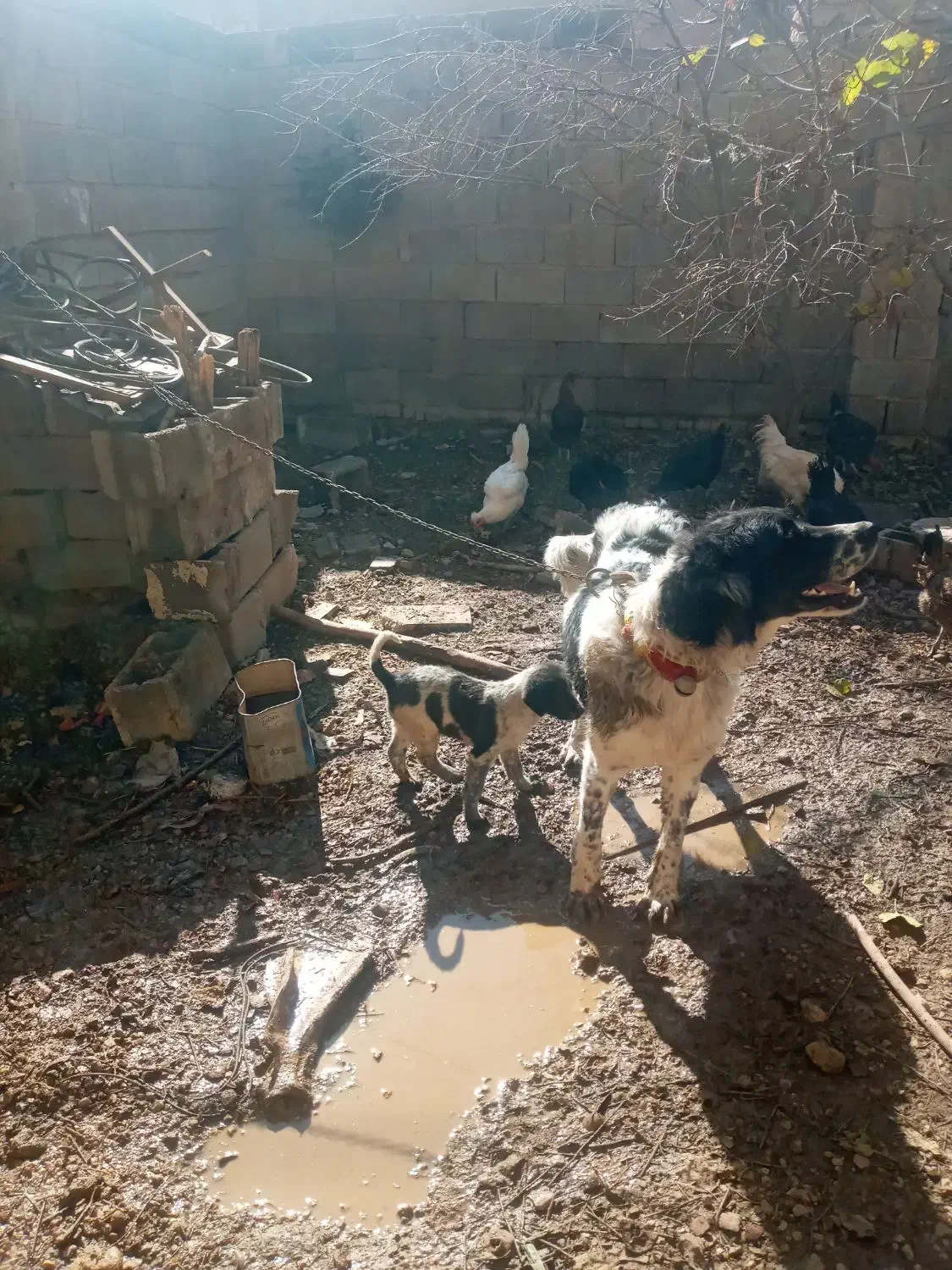 توله سگ قدرجونی|سگ|مرودشت, تخت جمشید|دیوار