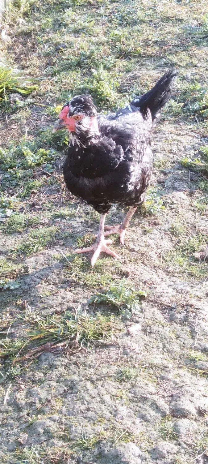 فروش یا معاوضه گلین فقط با بره|حیوانات مزرعه|قائمشهر, |دیوار