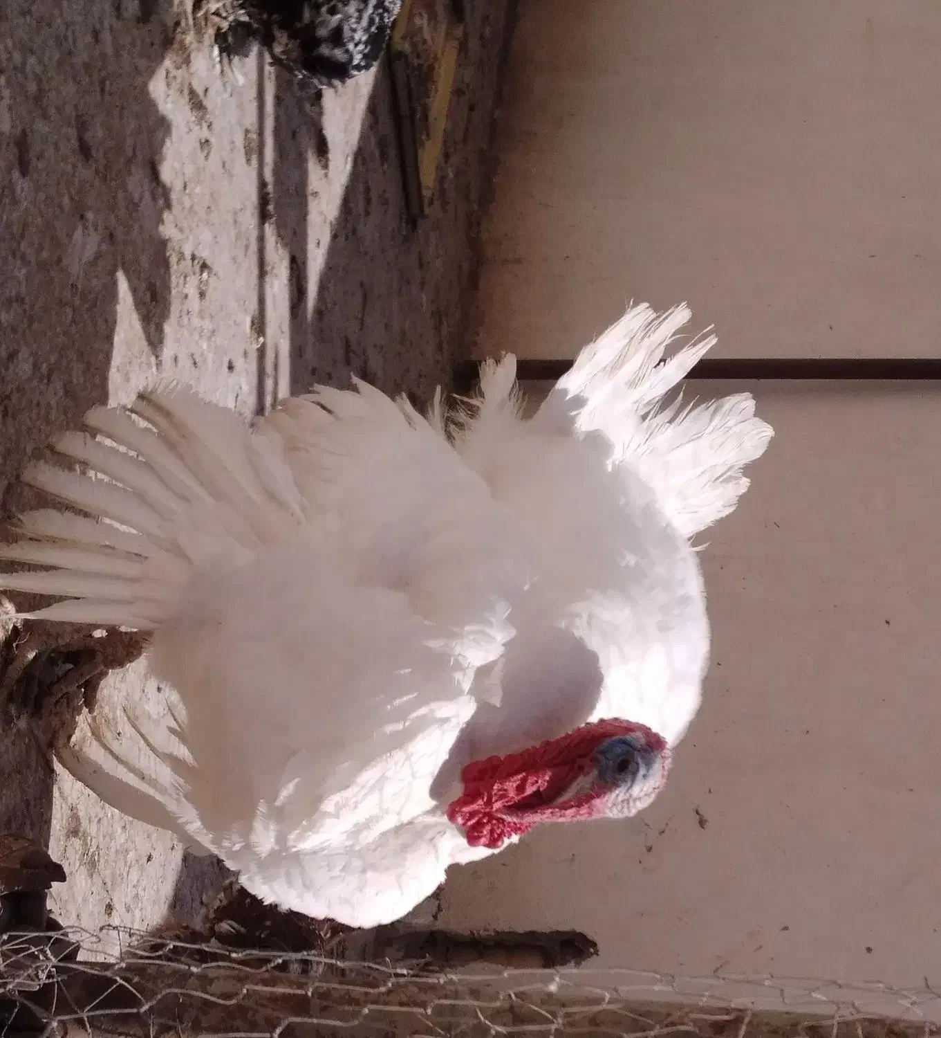 بوقلمون بیوتی اصل|حیوانات مزرعه|اصفهان, باغ فدک|دیوار