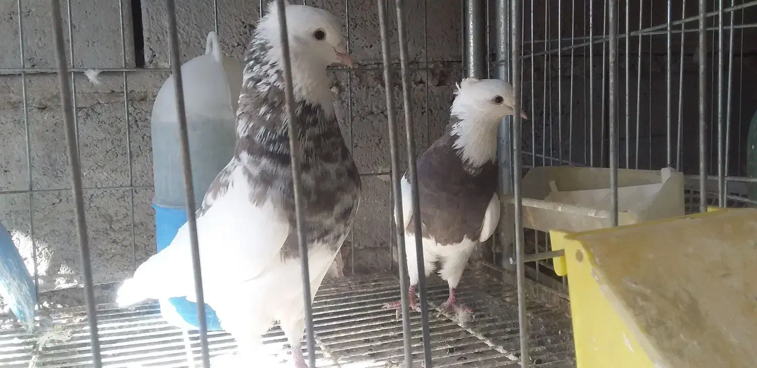 طوق سور کرمانشاهی درشت|پرنده|جیرفت, |دیوار