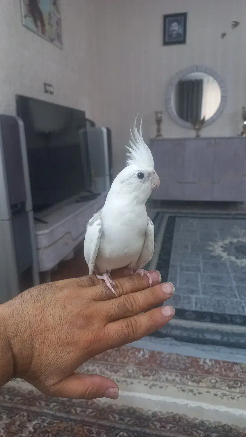 عروس هلندی جفت|پرنده|اسلام‌شهر, شهرک مهدیه|دیوار