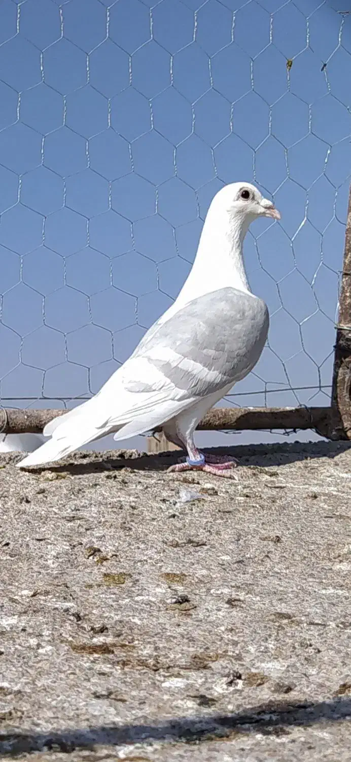 کویتی نر|پرنده|خواف, |دیوار