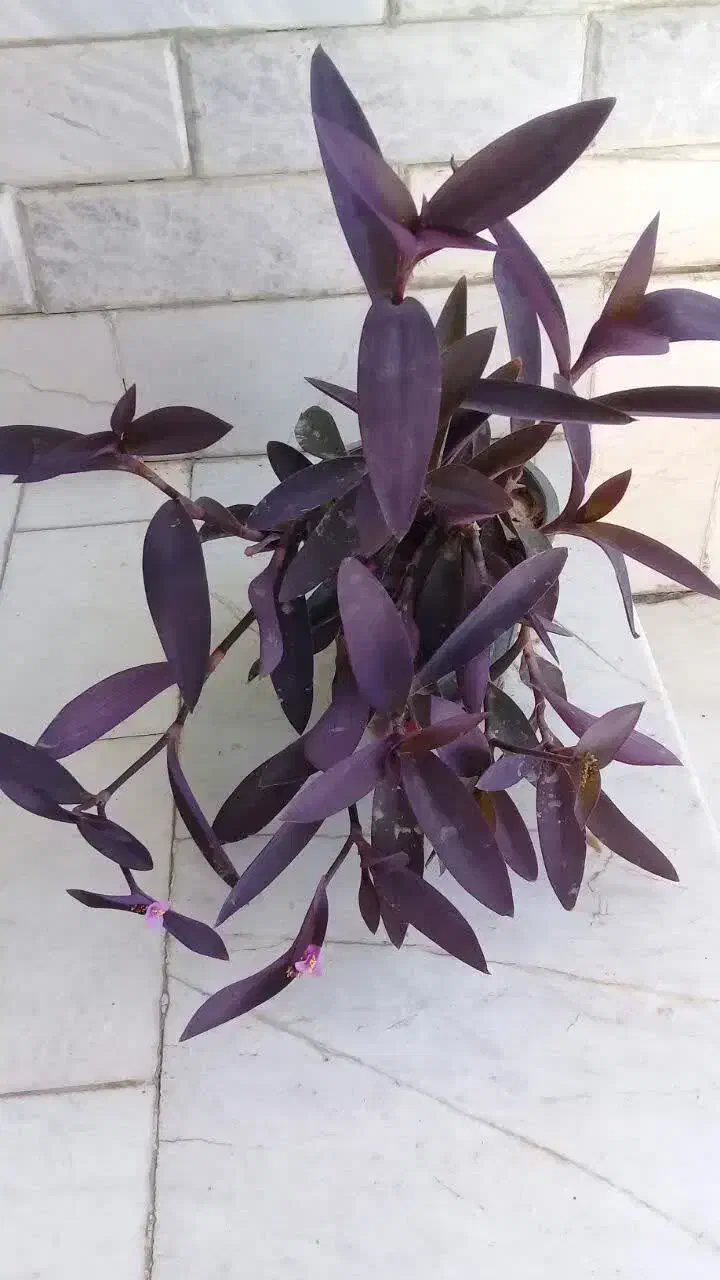 گل های زیبا و مقاوم خانگی|گل و گیاه طبیعی|نجف‌آباد, بازار|دیوار