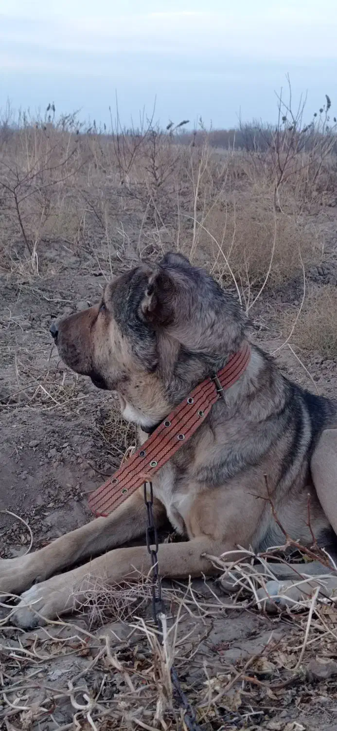 سگ گله|سگ|صوفیان, |دیوار