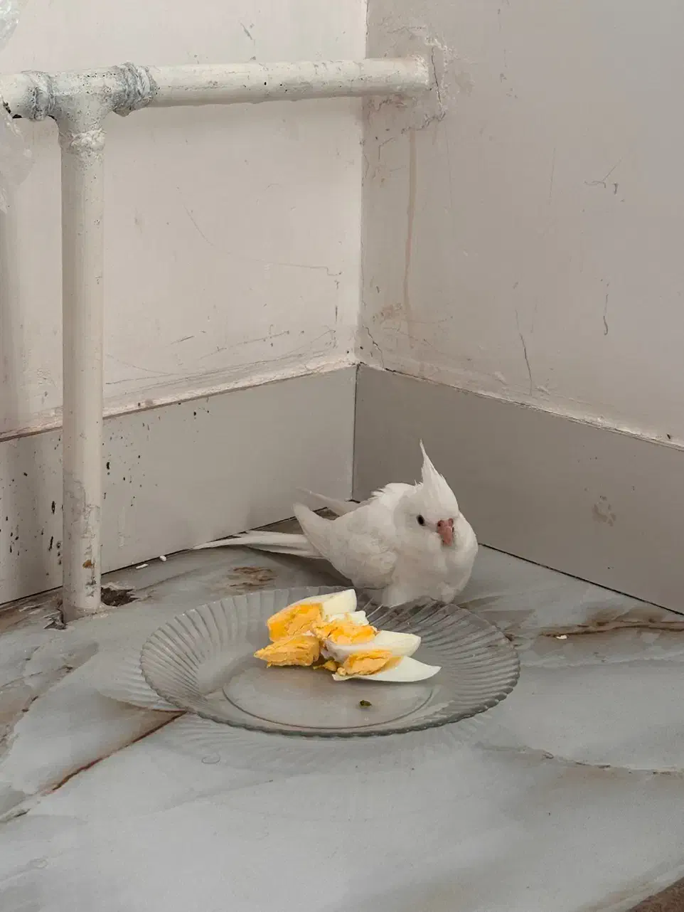 عروس هلندی آلبینو|پرنده|فردیس, نگارستان|دیوار