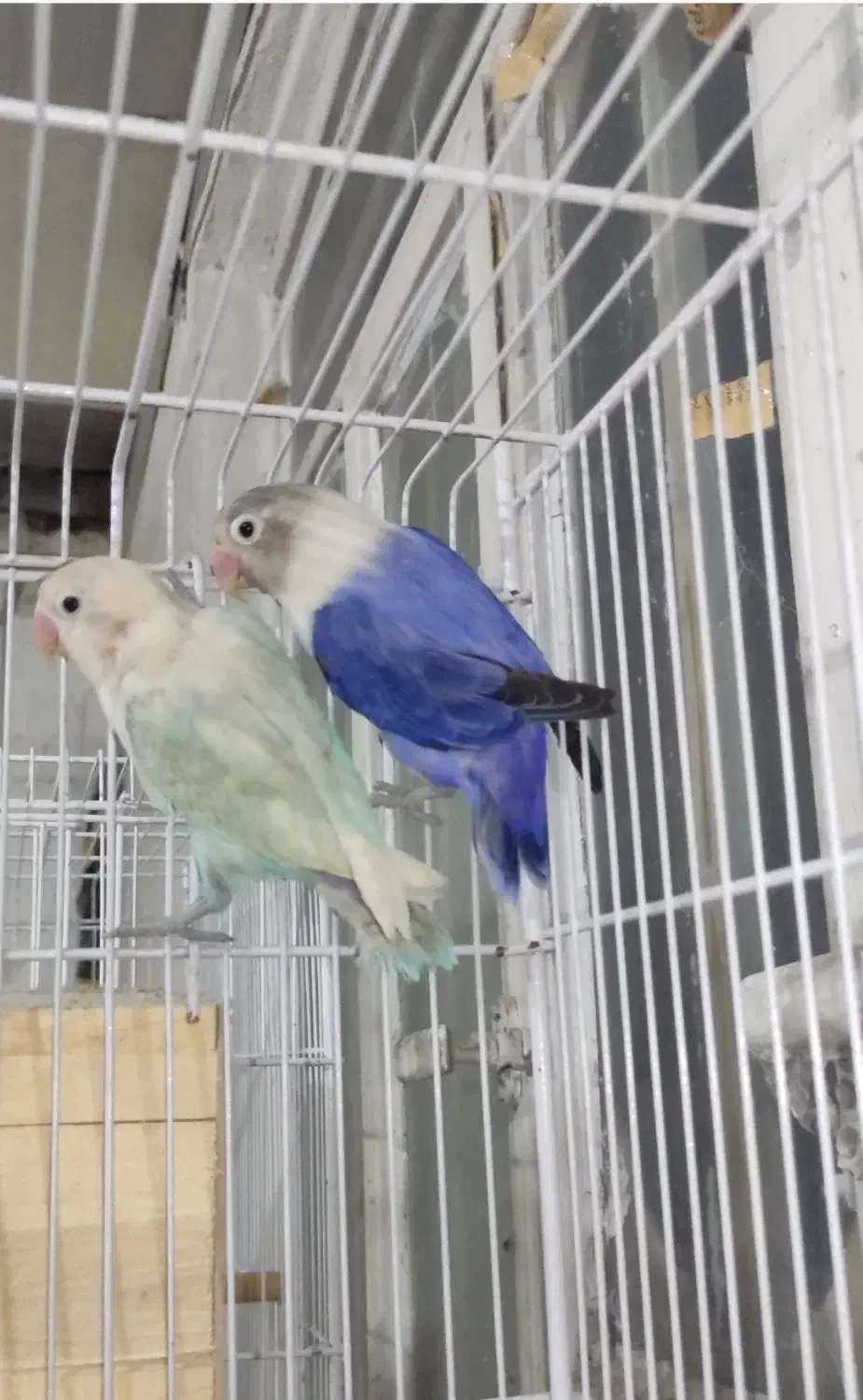 فروش جفت های مولد برزیلی و عروس هلندی|پرنده|شیراز, شیخ علی چوپان|دیوار