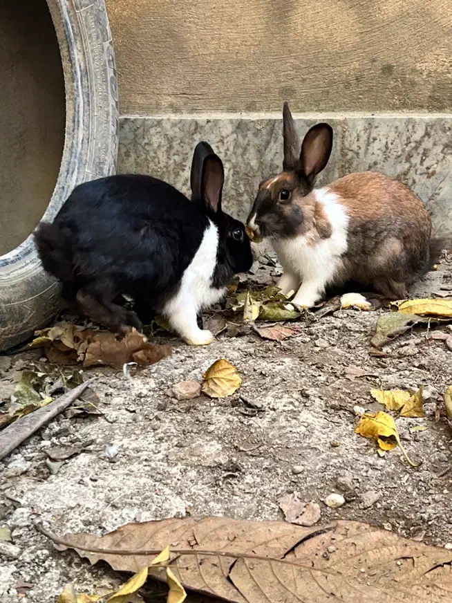 خرگوش خوشگل|موش و خرگوش|گرگان, |دیوار