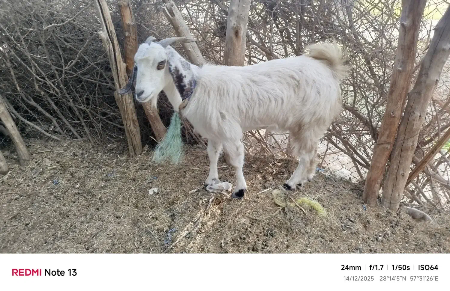 بز ابستن|حیوانات مزرعه|بلوک, |دیوار