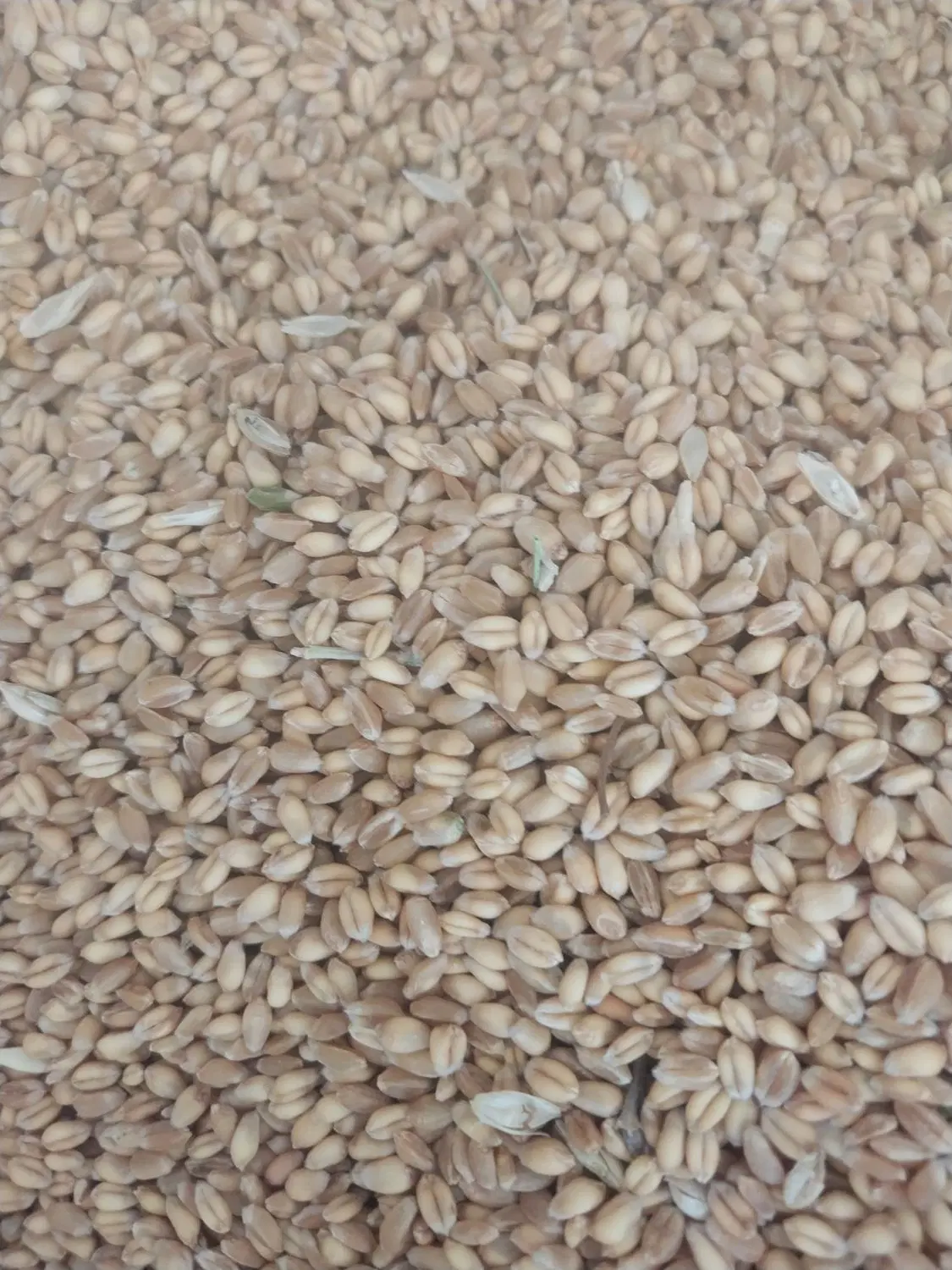 گندم آبی|خوردنی و آشامیدنی|خوی, |دیوار