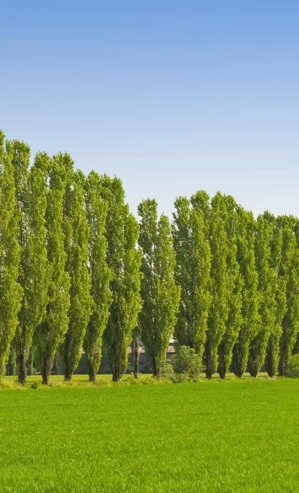 تولیدنهال سپیداریکساله و دوساله|خدمات باغبانی و درختکاری|مشگین شهر, |دیوار