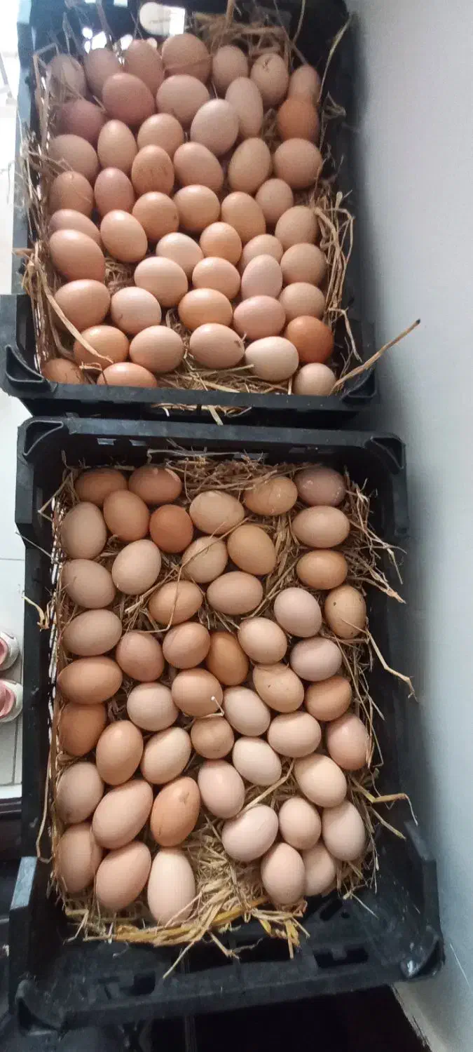 تخم‌ مرغ محلی|خوردنی و آشامیدنی|رشت, لاکان|دیوار