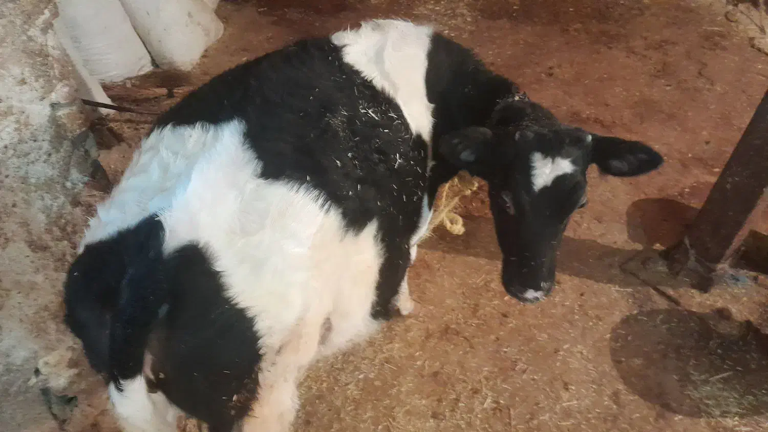 گوساله چاق|حیوانات مزرعه|دالاهو, |دیوار