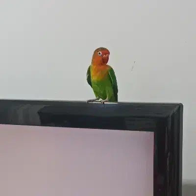 کوتوله برزیلی|پرنده|پردیس, فاز ۲|دیوار